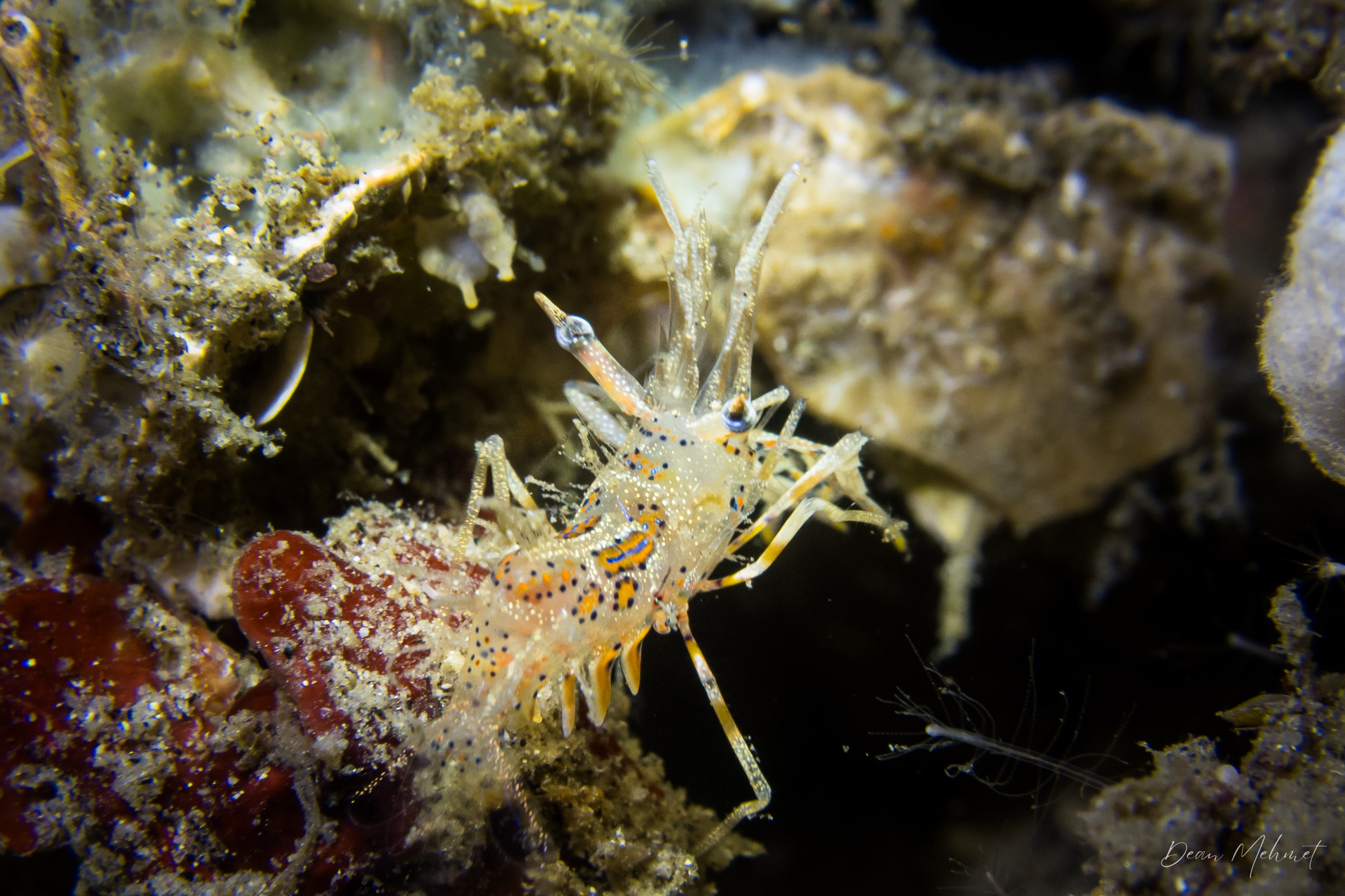 Spiny Tiger Shrimp