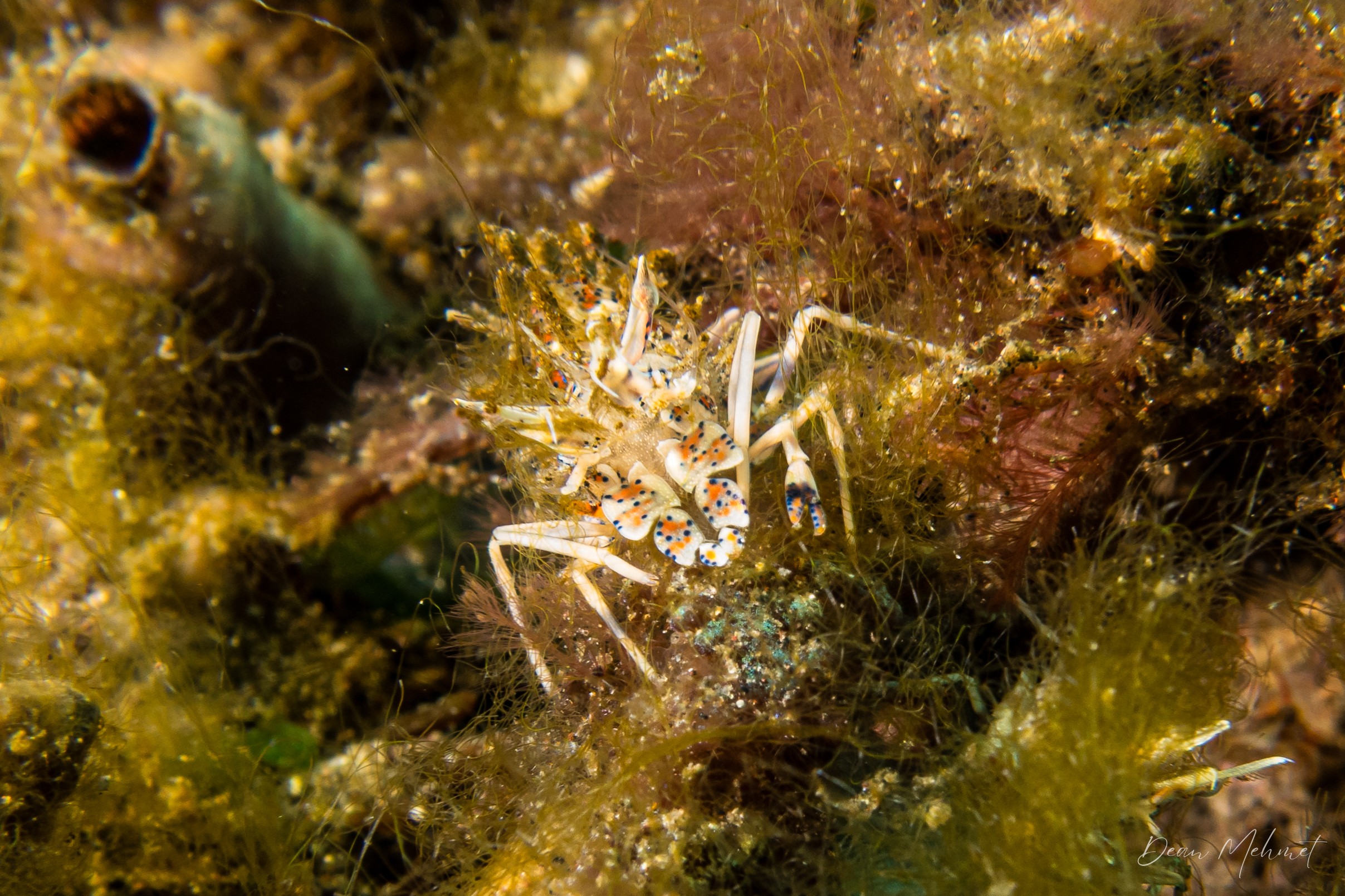 Spiny Tiger Shrimp