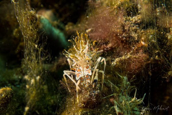 Spiny Tiger Shrimp