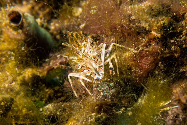 Spiny Tiger Shrimp