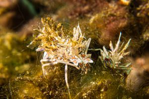 Spiny Tiger Shrimp