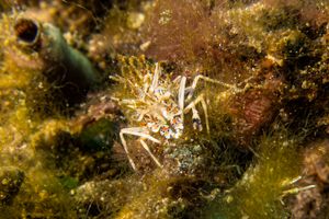 Spiny Tiger Shrimp