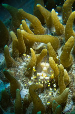 Disc Anemone Shrimp representative species
