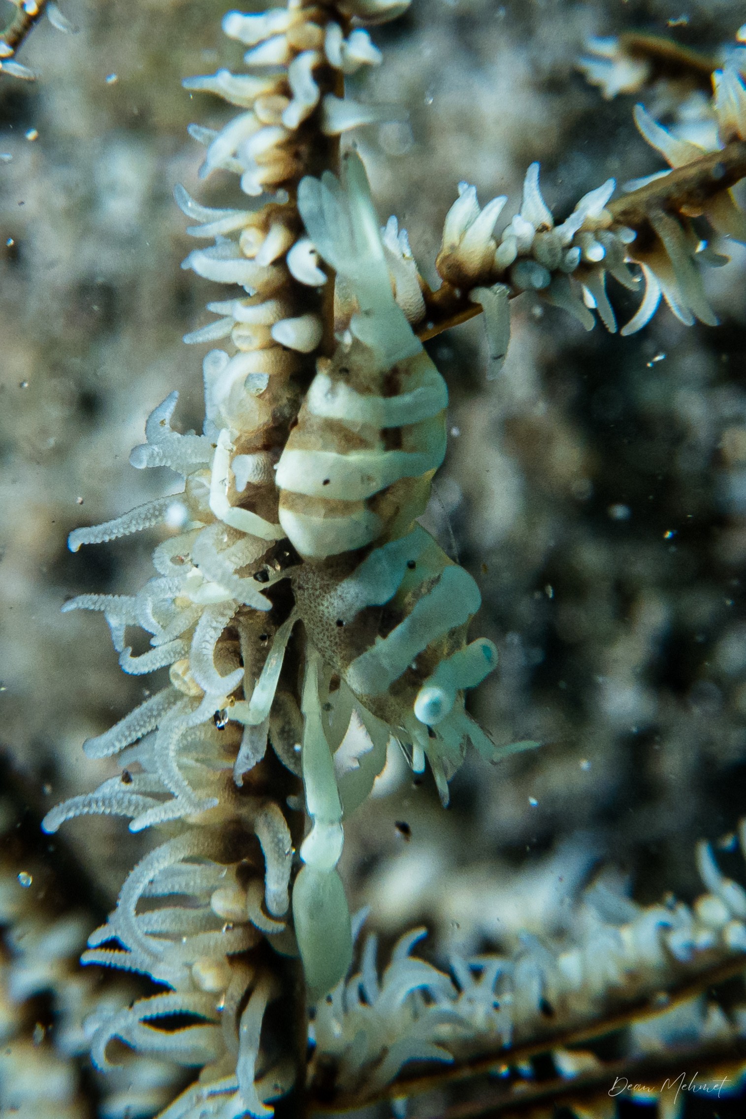Anker's Whip Coral Shrimp