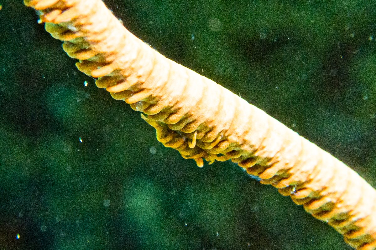 Ankers Whip Coral Shrimp hero image
