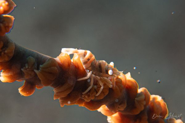Anker's Whip Coral Shrimp