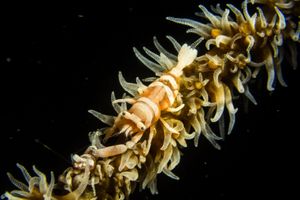Anker's Whip Coral Shrimp