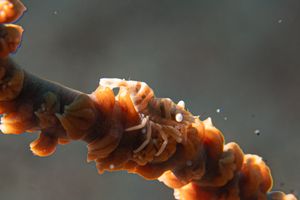 Anker's Whip Coral Shrimp