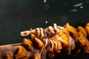 Anker's Whip Coral Shrimp