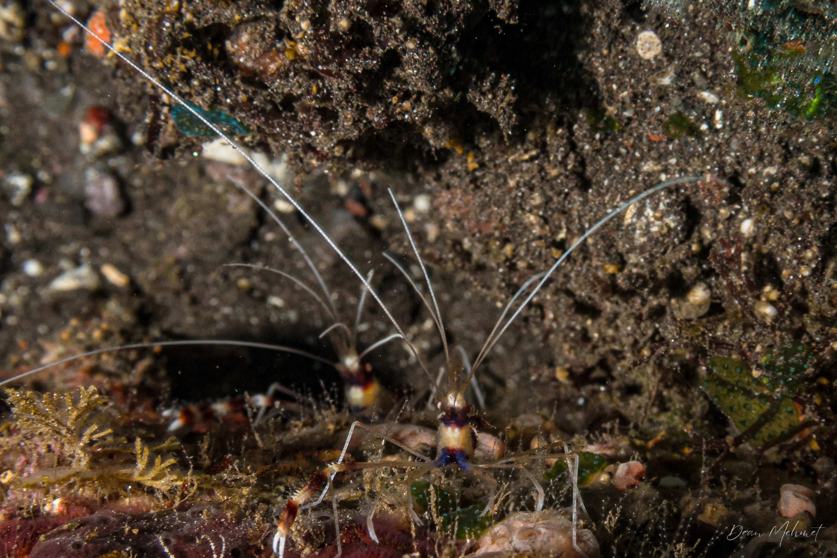 Banded Coral Shrimp