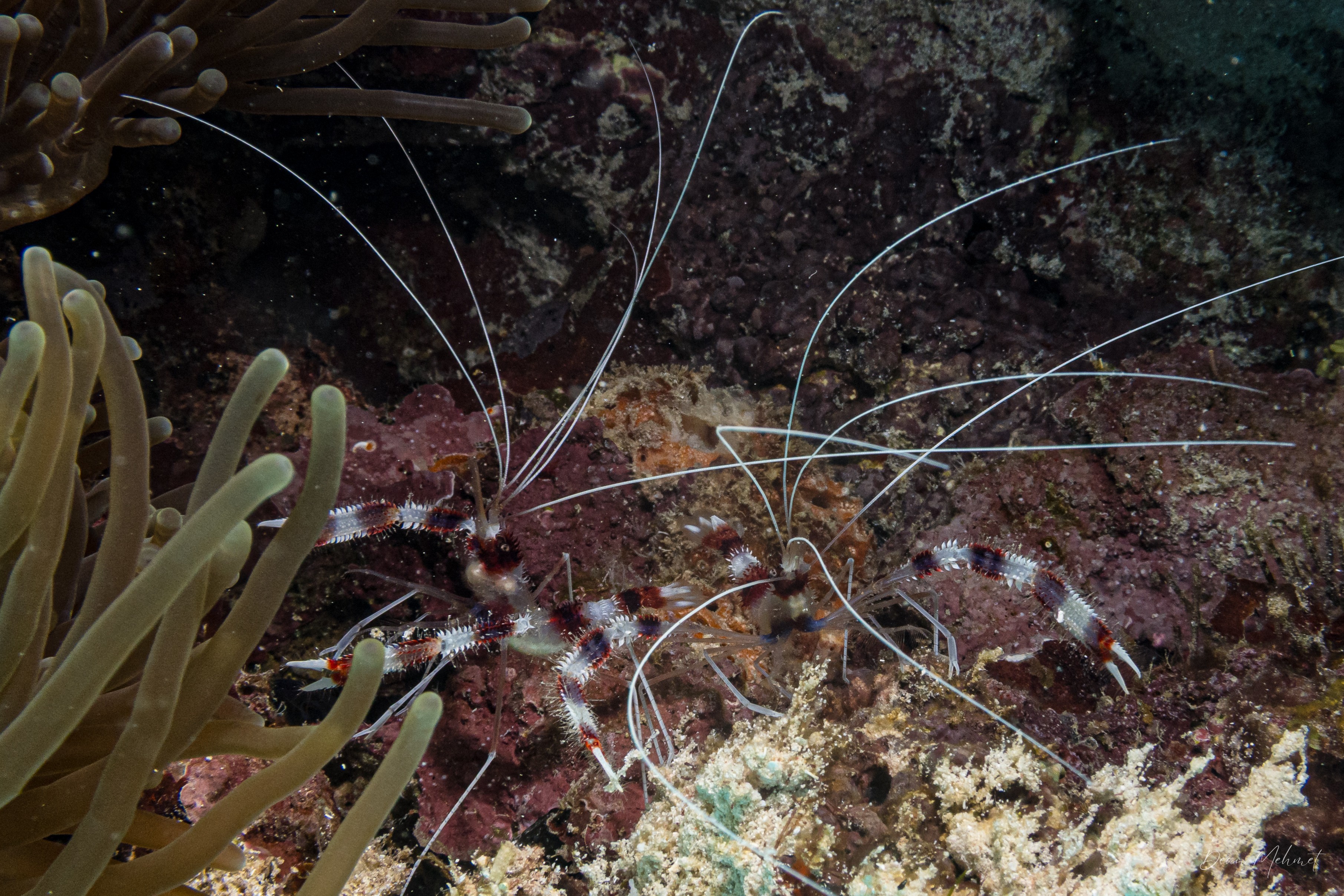 Banded Coral Shrimp