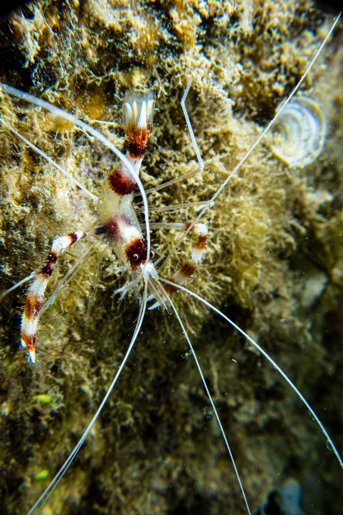 Banded Coral Shrimp hero image