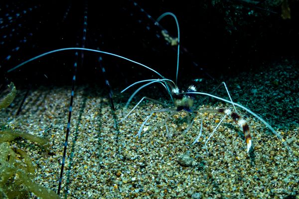 Banded Coral Shrimp - Photo 2