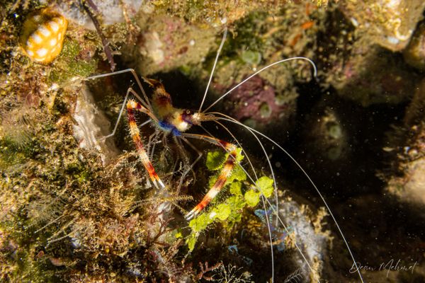 Banded Coral Shrimp