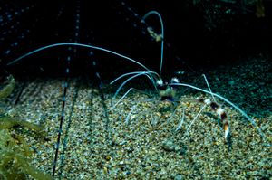 Banded Coral Shrimp