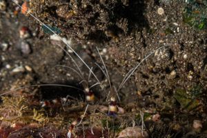 Banded Coral Shrimp