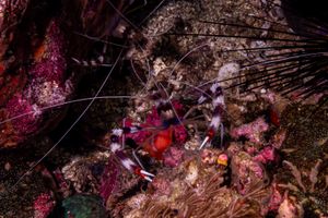 Banded Coral Shrimp