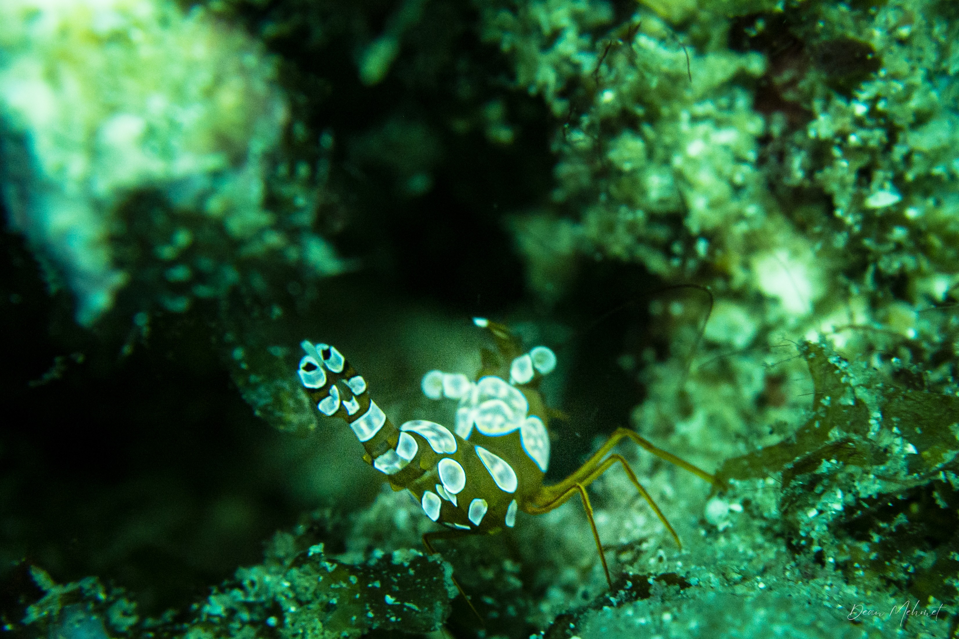 Squat Anemone Shrimp