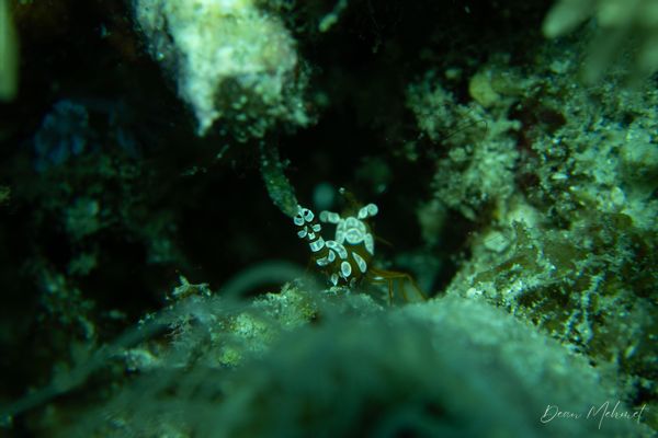 Squat Anemone Shrimp - Photo 3
