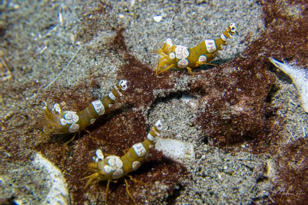 Squat Anemone Shrimp