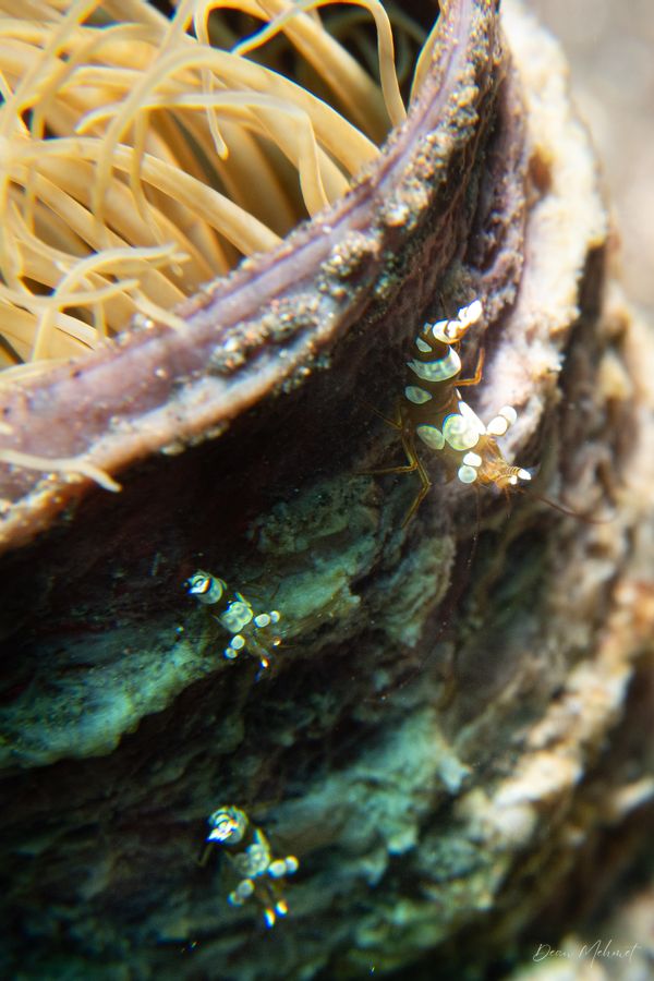 Squat Anemone Shrimp