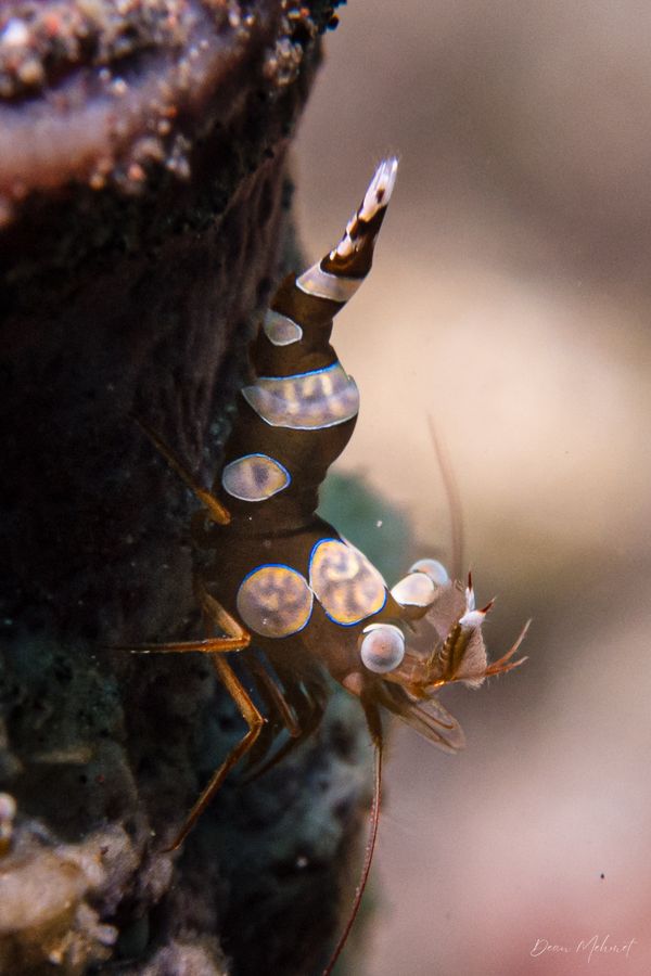 Squat Anemone Shrimp