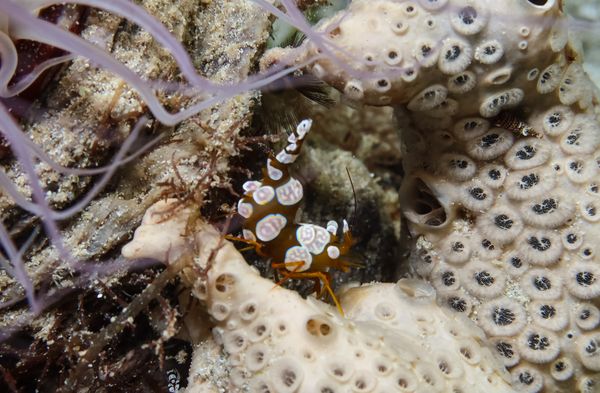 Squat Anemone Shrimp - Puerto Galera - 9 June 2025 - Dive 0