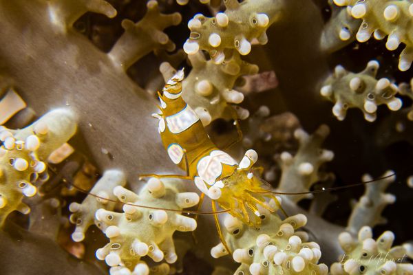 Squat Anemone Shrimp - Moalboal, Philippines - 8 August 2026 - Dive 1 - White Beach (North)