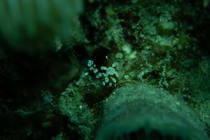 Squat Anemone Shrimp