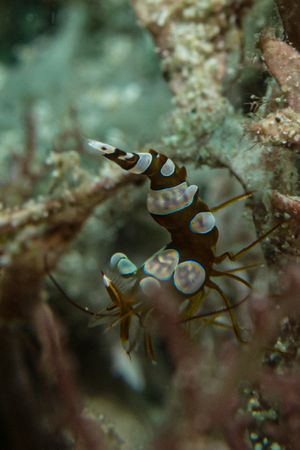 Squat Anemone Shrimp