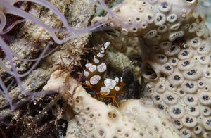 Squat Anemone Shrimp
