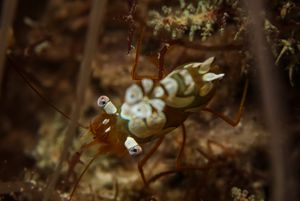 Squat Anemone Shrimp
