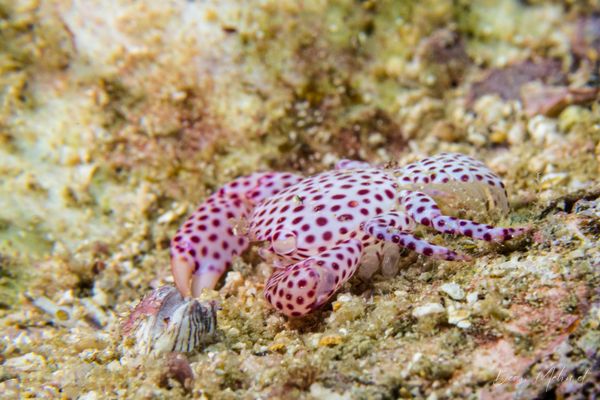 Red-spotted Guard Crab