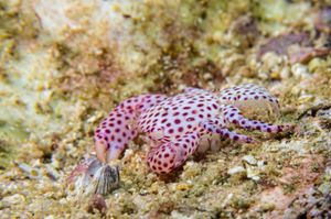 Red-spotted Guard Crab representative species