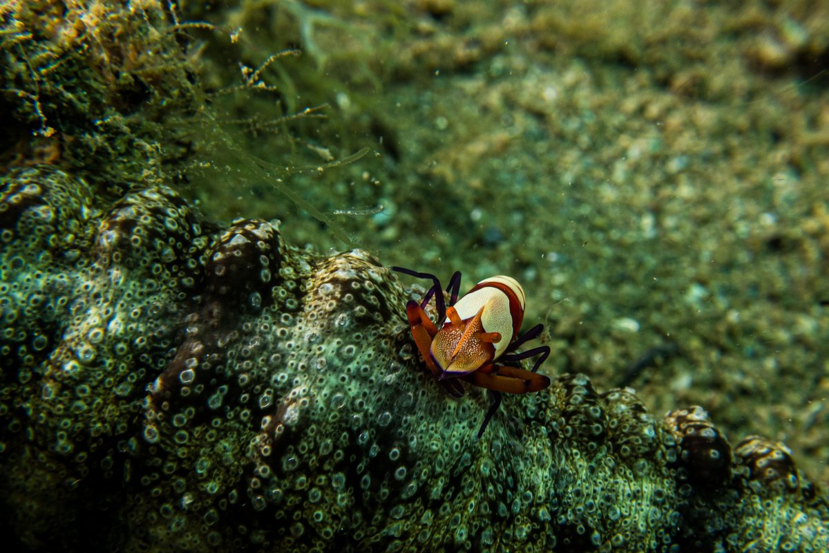Emperor Shrimp