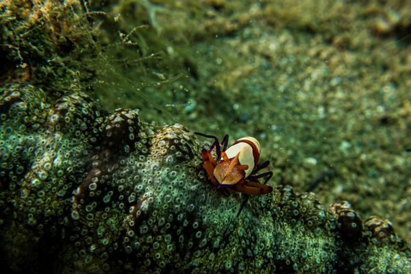 Emperor Shrimp