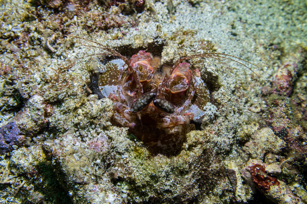 Lisa's Mantis Shrimp