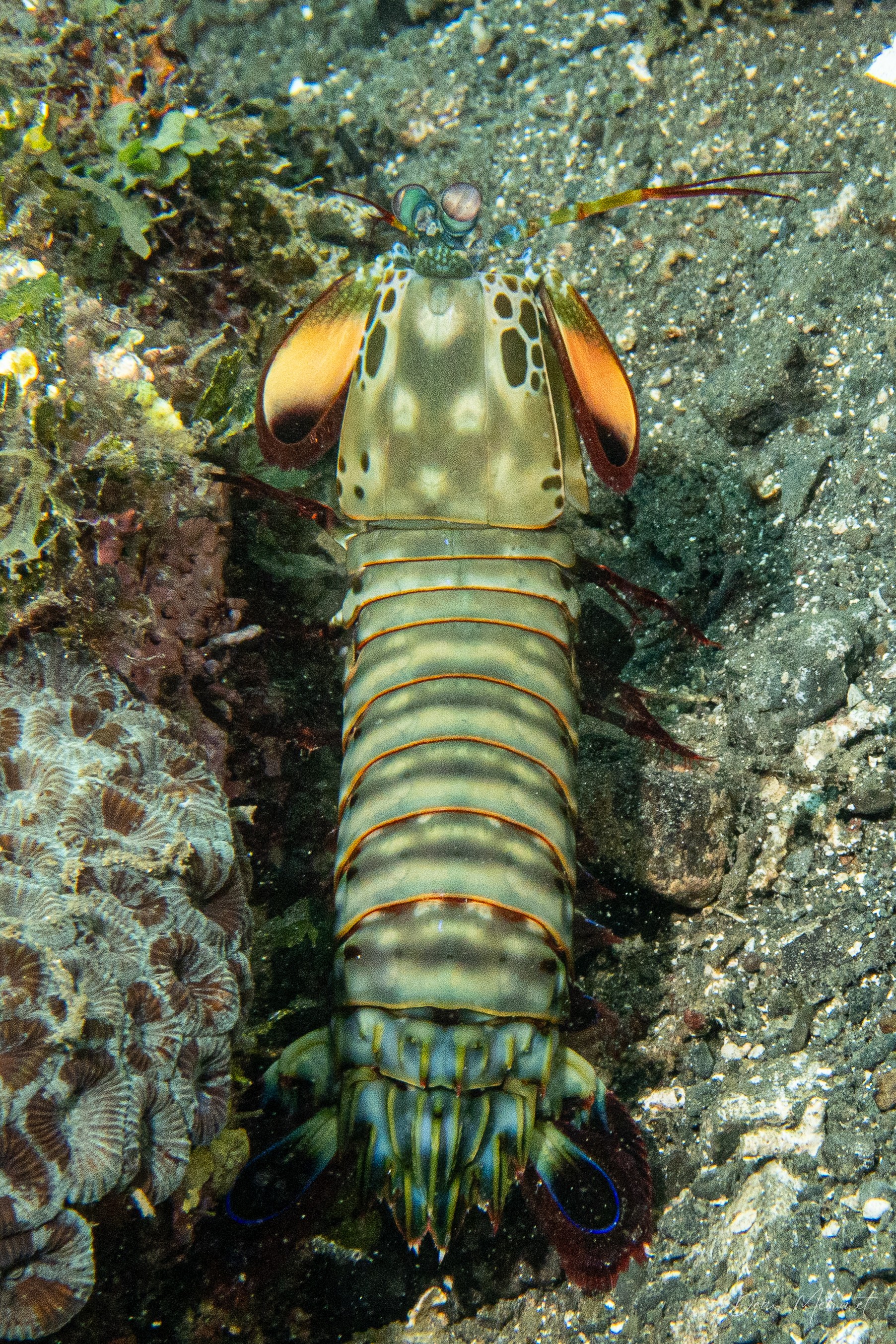 Peacock Mantis Shrimp