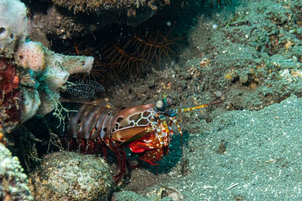 Peacock Mantis Shrimp