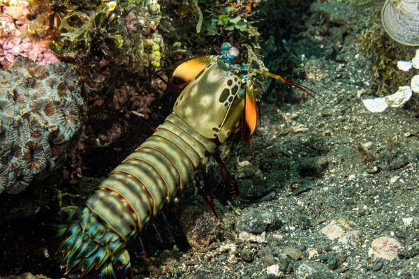 Peacock Mantis Shrimp - Photo 6