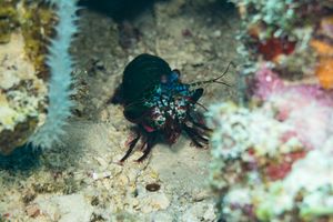 Mantis Shrimps representative species