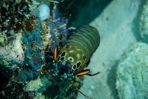 Peacock Mantis Shrimp
