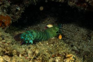 Peacock Mantis Shrimp