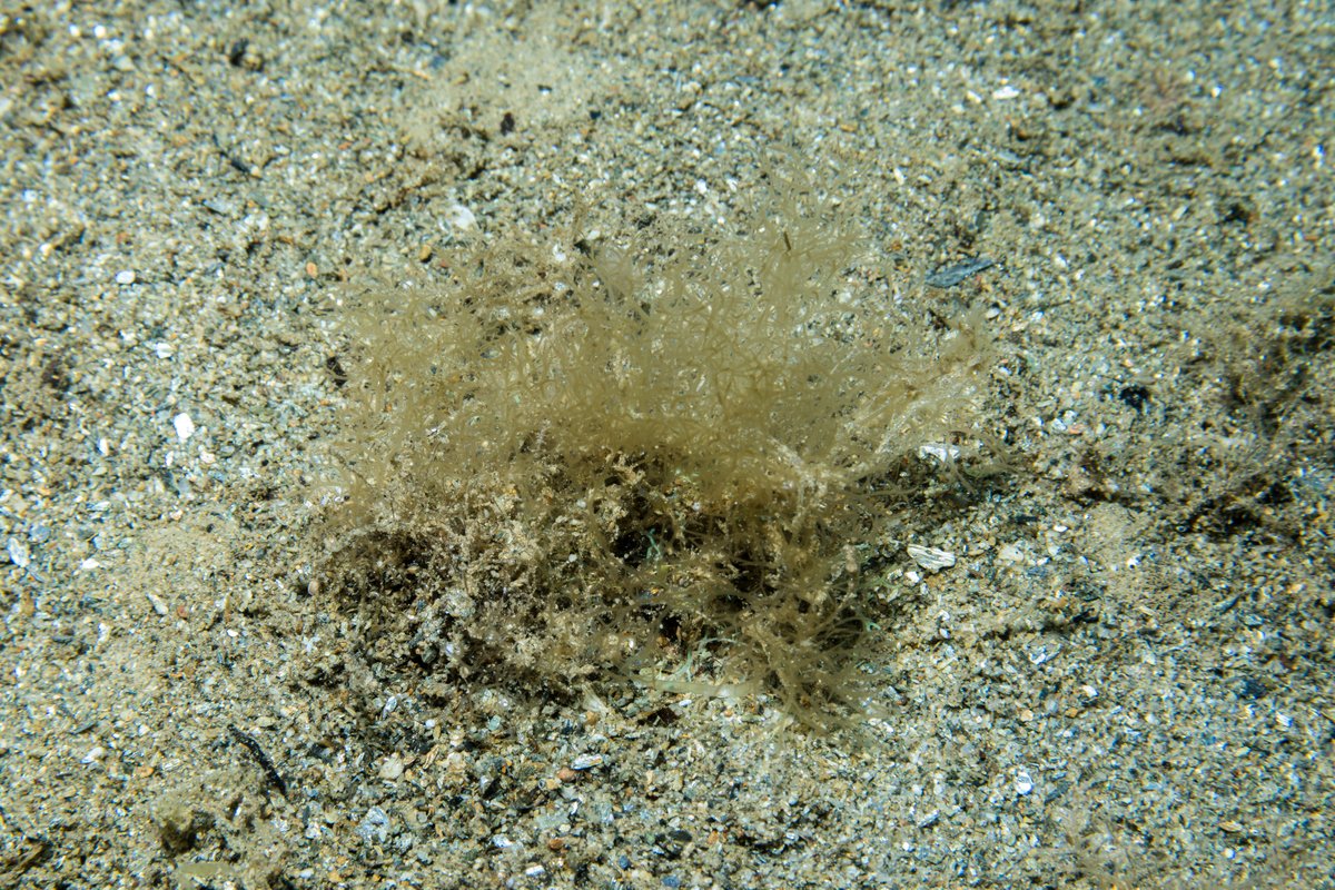 Spaghetti bryozoan