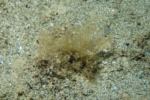 Bryozoans representative species