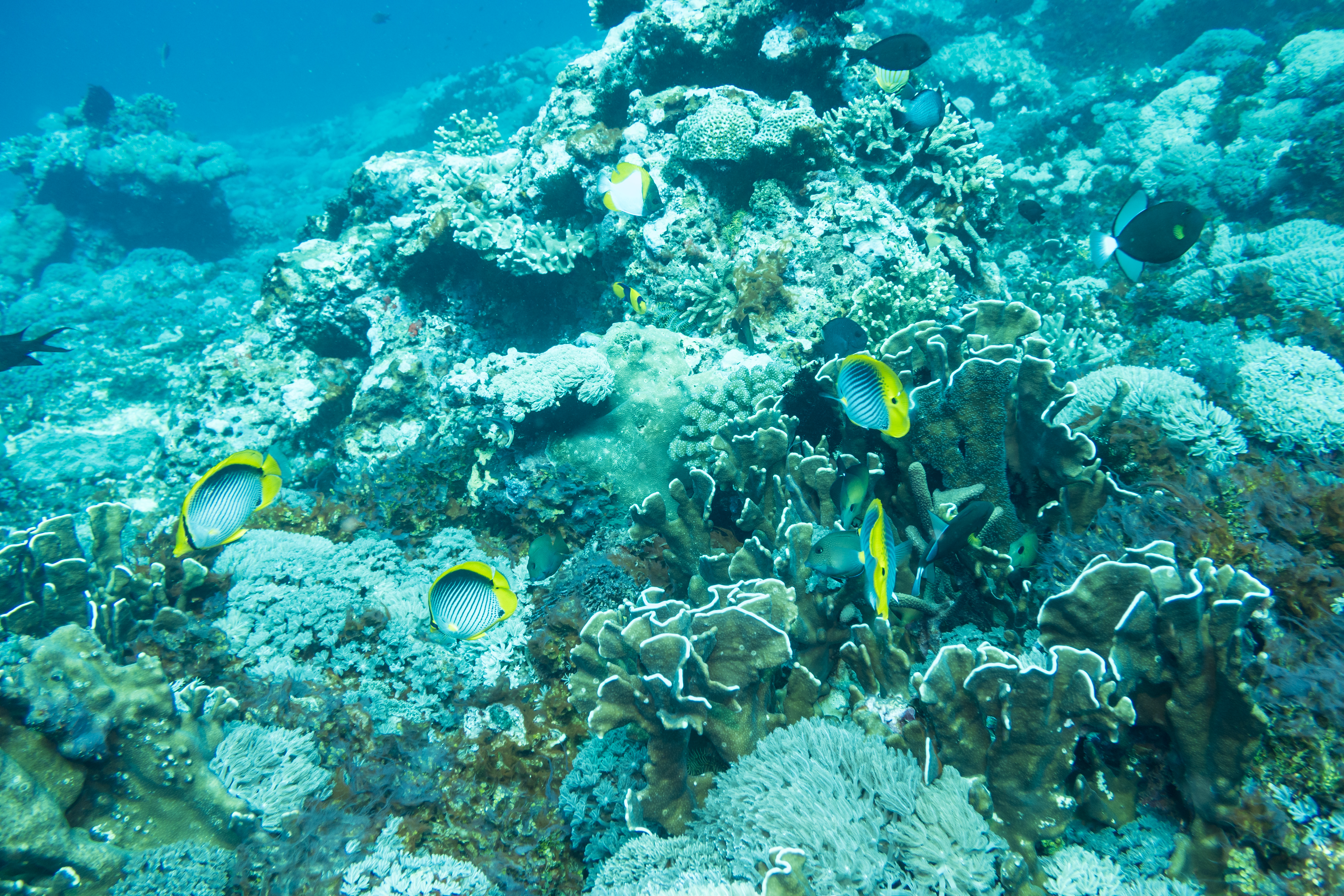 Spot-tail Butterflyfish