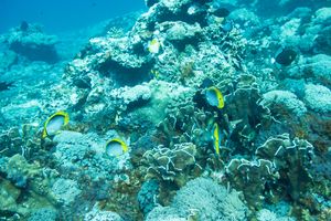 Spot-tail Butterflyfish from Gili Islands - June 2023