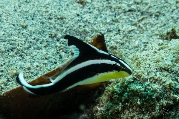 Painted Sweetlips