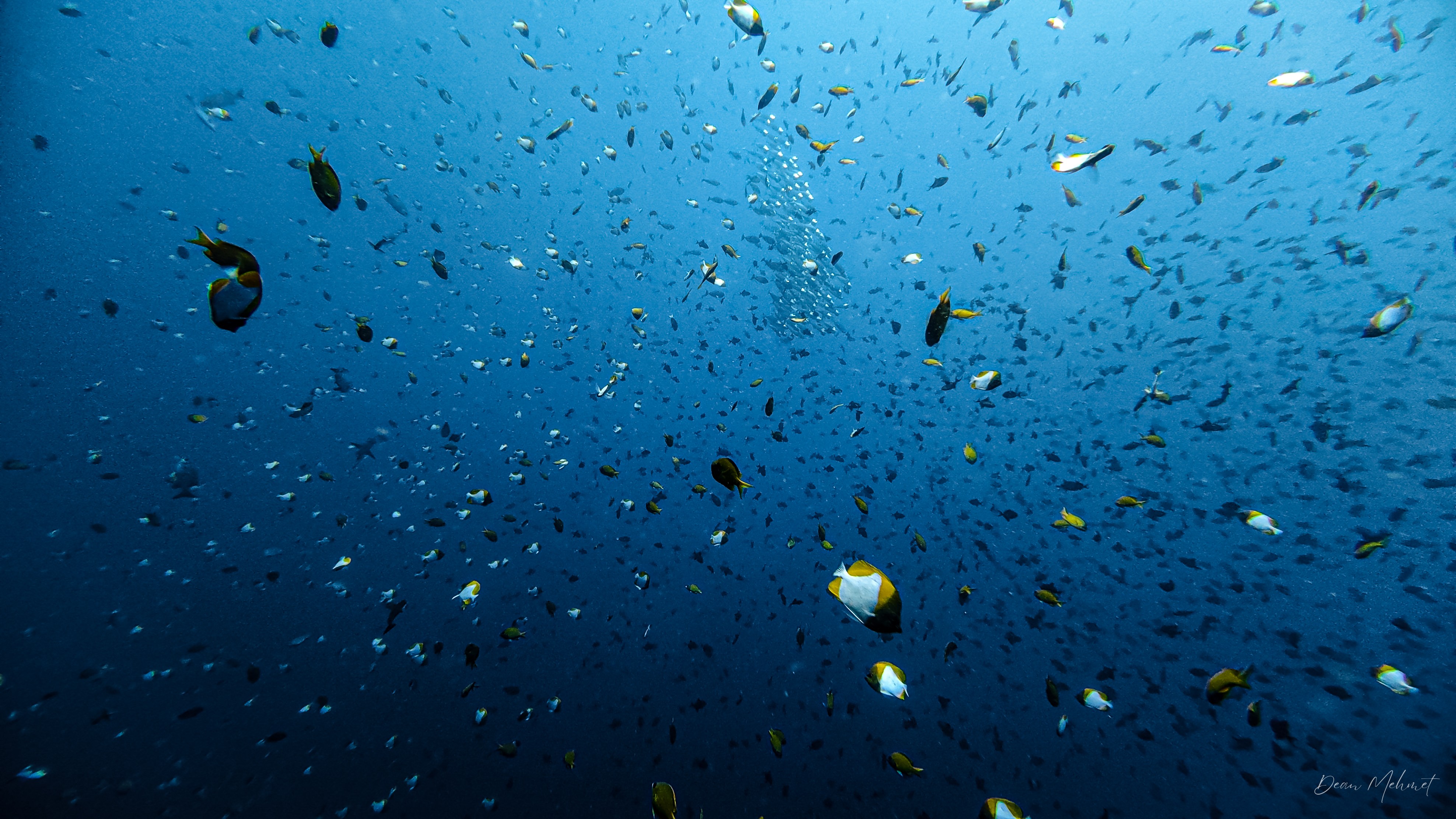 Pyramid Butterflyfish