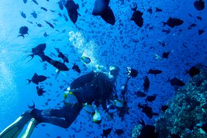 Pyramid Butterflyfish